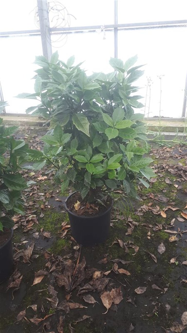 Aucuba jap. 'Rozannie' - C12 80-100 CM